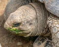 Closeup of a Galapagos giant tortoise eating grass in a field at daylight Royalty Free Stock Photo