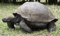 Galapagos giant tortoise