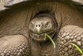 Closeup of Galapagos Tortoise on Santa Cruz Island Royalty Free Stock Photo