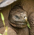 Closeup of Galapagos Tortoise on Santa Cruz Island Royalty Free Stock Photo