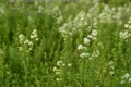 Galium boreale with white flowers Royalty Free Stock Photo