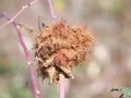 Closeup of the gall of a gall wasp on a wild rose