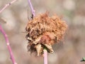 Closeup of gall wasp\'s gall on a wild rose