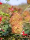 The gall of a gall wasp on a wild dog rose Rosa canina