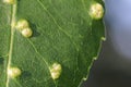 Closeup of galls on an ash leaf Royalty Free Stock Photo