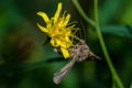 Closeup of a Gamma Moth a sitting on a yellow flower Royalty Free Stock Photo
