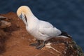 Closeup of a Gannet bird at Troup Head, Scotland Royalty Free Stock Photo