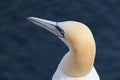 Closeup of a Gannet bird at Troup Head, Scotland Royalty Free Stock Photo