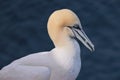 Closeup of a Gannet bird at Troup Head, Scotland Royalty Free Stock Photo
