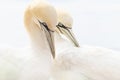 Closeup of Gannets on their breeding places at Helgoland, Germany.