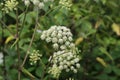 Closeup of garden angelica flowers, biennial plant