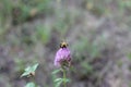 Closeup of garden bumblebee or small garden bumblebee, Bombus hortorum collecting nectar from a creeping thistle flower Royalty Free Stock Photo