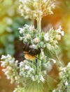 Closeup of garden bumblebee or small garden bumblebee, Bombus hortorum collecting nectar from melissa flowers