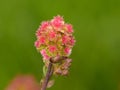 Closeup of a Garden Burnet on a sunny day in spring