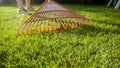 Closeup of garden collecting fallen leaves from grass lawn with garden rakes. Concept of houseworking, gardening and