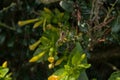 garden cross spider sitting in the middle of it\'s web Royalty Free Stock Photo