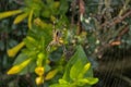 garden cross spider sitting in the middle of it\'s web Royalty Free Stock Photo