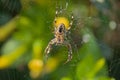 garden cross spider sitting in the middle of it\'s web Royalty Free Stock Photo