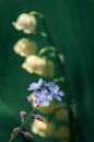 Closeup of the Garden forget-me-not flowers against the lily of the valley