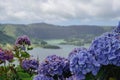 Closeup of Garden hydrangeas against the blurred lake and mountains