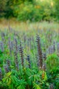 Closeup of Garden Lupine growing in a garden or park. Macro details of blue flower pods in harmony with nature, tranquil