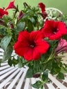 Closeup of garden petunia on white iron table with selective focus on foreground