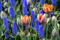 Closeup of garden planting with orange tulips and blue grape hyacinth in bloom, as a nature background Royalty Free Stock Photo