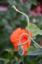 Closeup of garden poppies and green flower buds in summertime Royalty Free Stock Photo