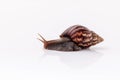 Closeup of garden snail isolate on white background . Royalty Free Stock Photo