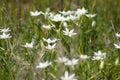 Closeup of garden star-of-bethlehem flowerbed with selective focus on foreground Royalty Free Stock Photo