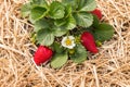 Garden strawberry plant with flowers and ripe strawberries growing on straw in organic garden Royalty Free Stock Photo