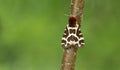 Garden tiger moth, Arctia caja resting on birch twig
