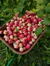 Closeup of the garden wheelbarrow full of ripe colorful apples