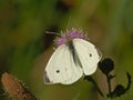 Closeup of a garden white butterfly getting nectar from a pink thistle flower  - Pieris Royalty Free Stock Photo