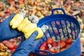 Closeup gardener hands holds yellow cashew apple fruits