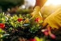 closeup of gardener hands with yellow gloves planting spring pansy flowers in garden flower bed soil Royalty Free Stock Photo