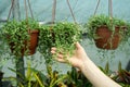 Gardener woman hand holding hanging Senecio Rowleyanus in greenhouse or nursery plant. Gardening.