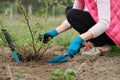 Closeup of gardeners hand in protective gloves with garden tools working the soil under rose bush, spring gardening Royalty Free Stock Photo