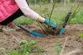 Closeup of gardeners hand in protective gloves with garden tools working the soil under rose bush, spring gardening Royalty Free Stock Photo