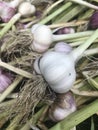 Closeup of garlic