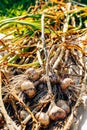 Closeup garlic harvest selective focus