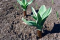 Closeup of garlic stalk on a plantation. Giant plant variety.