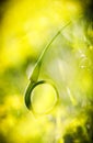 Closeup of garlic stem taken a ring shape