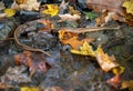Closeup of a garter snake crossing an autumn forest stream