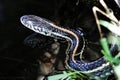 Closeup of a garter snake head with its` reflection in water