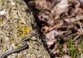 Closeup of a garter snake on a wooden bar