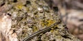 Closeup of a garter snake on a wooden bark