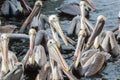Closeup of a Gathering of Brown Pelicans