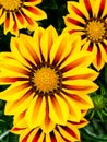 Closeup of Gazanias, Treasure flower or African Daisy, showy brightly colored daisy-like flower Royalty Free Stock Photo