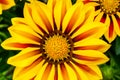 Closeup of Gazanias, Treasure flower or African Daisy, showy brightly colored daisy-like flower Royalty Free Stock Photo